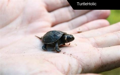 Image result for Dwarf Turtle