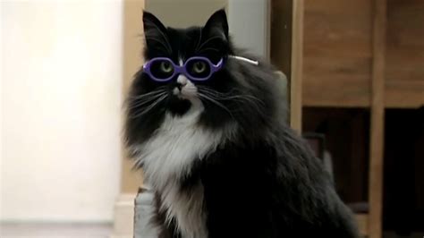 Watch CBS Evening News How a cat helps kids with glasses feel ...