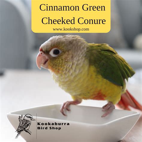 Green Conure Lifespan