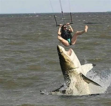 Shark Jumping Out Of Water Parasailing at Jerome Cairns blog