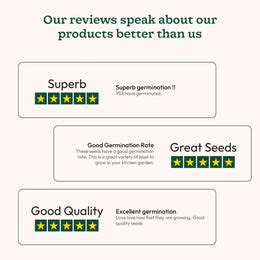 Italian Basil Seeds – Ugaoo