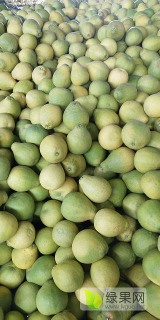 湖南江永江永香柚 自己果园种的江永香柚 - 绿果网