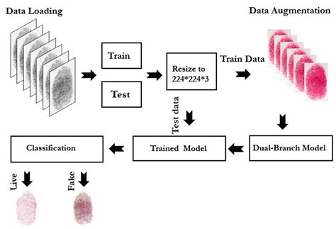 Dual-Model Synergy for Fingerprint Spoof Detection Using VGG16 and ResNet50