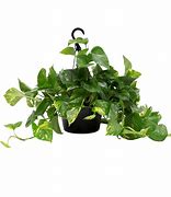 Image result for Lowe's Plants
