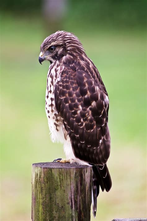 Young Hawk picture, by kyricom for: birds of prey photography contest ...
