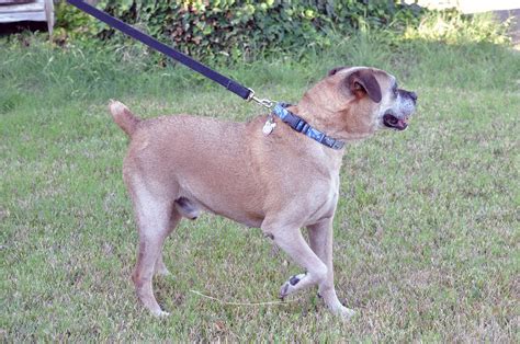 What To Put On A Docked Tail at Genevieve Tarrant blog