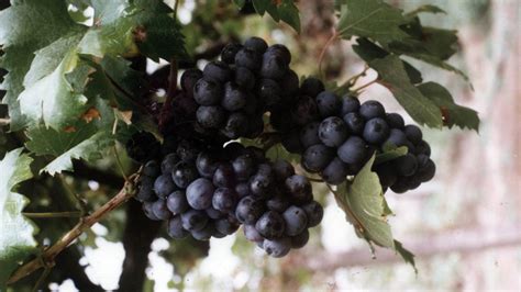 Top-5 Grapes Exporting Countries in the World in 2025, Know About Them