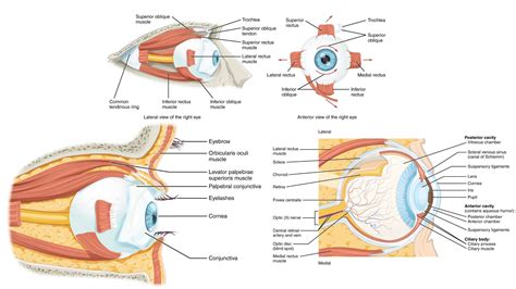 Physiology of Respiration - Respiratory System, Breathing, Gas Exchange Mechanism, Regulation ...