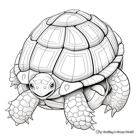 Image result for Turtle Shell Coloring