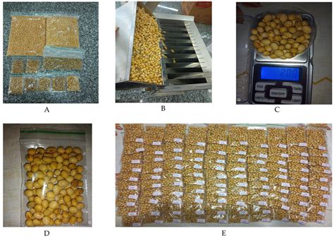 Physical Classification of Soybean Grains Based on Physicochemical ...