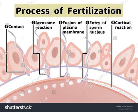 fertilization process explained 的图像结果