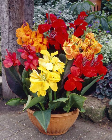 Mixed Canna Lily Bulbs for Planting - Assorted Canna Lilies to Grow (10 Canna Bulbs) - Walmart.com