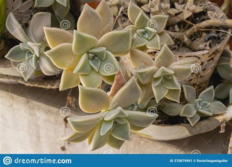 Plant Garden of Graptopetalum Rusbyi (Greene) Rosal, Family Crassulaceae, Genus Graptopetalum ...