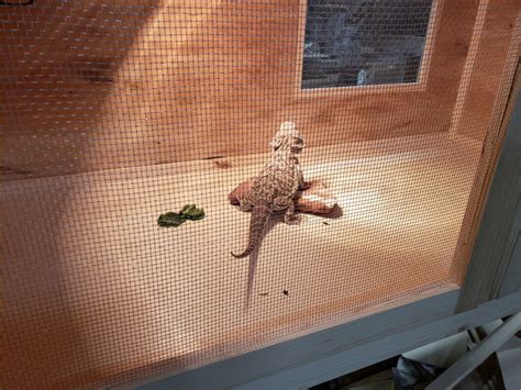 Image result for Lizard Containers