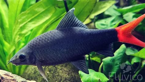 Image result for Shark Tale Red Fish