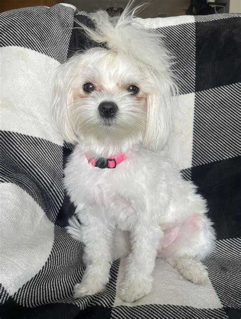 Toy Poodles And Maltese Of Florida in Florida | Maltese, Maltipoo or ...