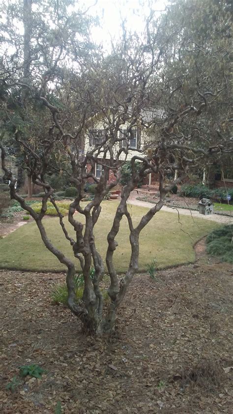 Pruning a Contorted Filbert Tree 的图像结果