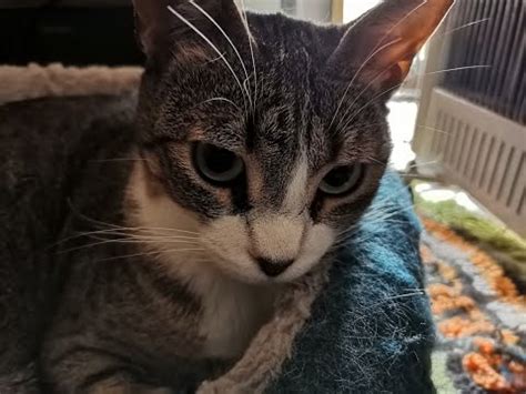 Hat Hub Script Pastebin 的图像结果