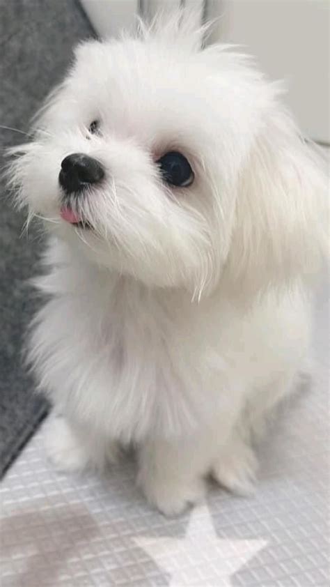 Regalo cucciolo maltese mini – Artofit