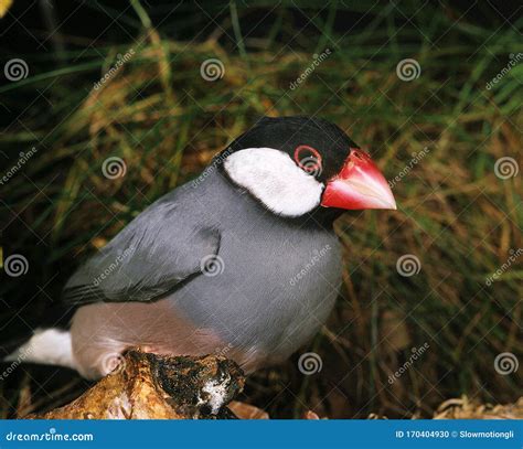 Padda de Java Breeding 的图像结果