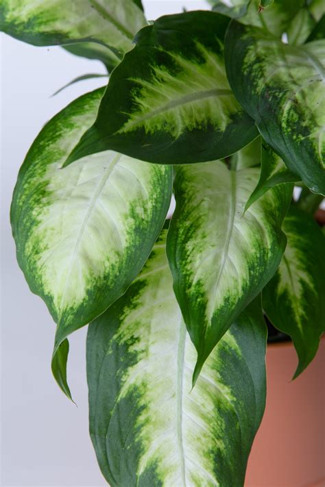 Dumb Cane Plant | Dieffenbachia – AVS Lifestyle