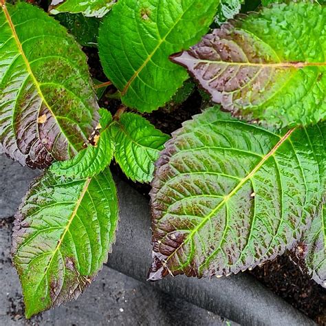 Bigleaf Hydrangea Leaf