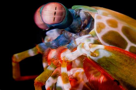 Mantis Shrimp Eye Diagram