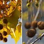 Image result for London Plane Tree vs Sycamore