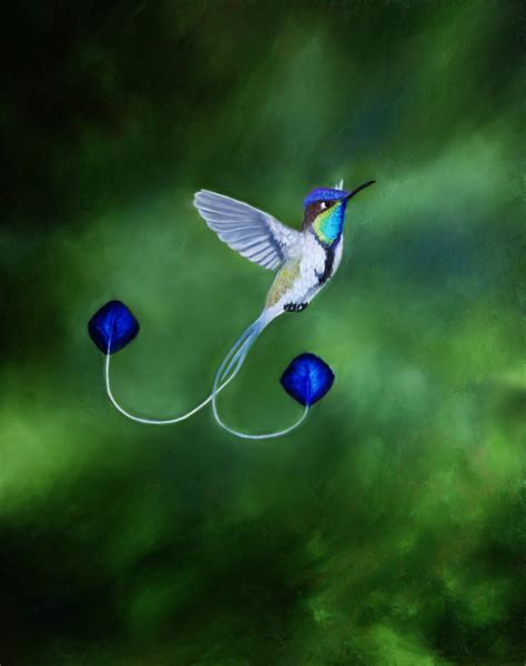 Marvellous Spatuletail Hummingbird by PaintedKelpie | Beautiful birds, Birds, Animals beautiful