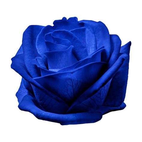 Blue rose Images - Free Download on Freepik