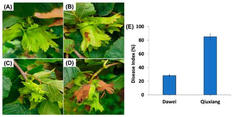 Comparative Transcriptomic Analysis Reveals the Molecular Responses in ...