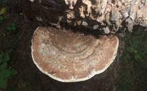 New species of fungi