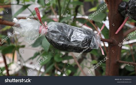 Grafting Artificial Vegetative Reproduction Activity That Stock Photo 2218698421 | Shutterstock