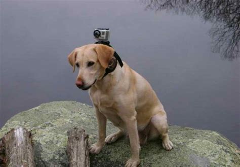 Image result for Rescue Dogs Labrador Retriever