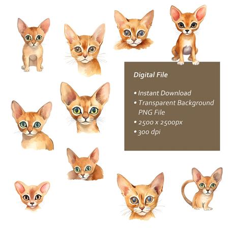 Buy Kawaii Abyssinian Clipart Set Watercolor Abyssinian Whimsical Cats ...