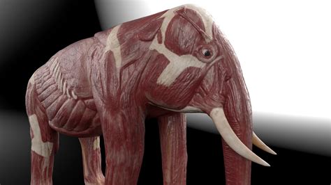 Elephant Muscles