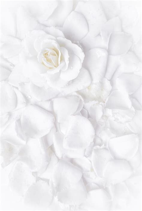 White rose background Images - Free Download on Freepik