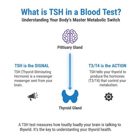 What Is TSH in Blood Test? Normal Range, Meaning & Results Explained - HealthcareOnTime