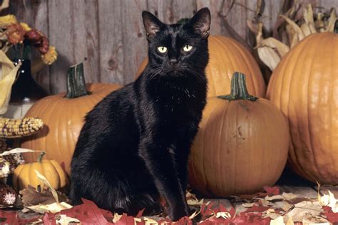 Download Black Cat With Pumpkins Autumn Backdrop Wallpaper | Wallpapers.com