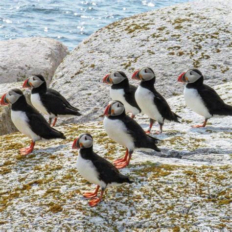Want To See Puffins In Maine? We'll Tell You Where And How