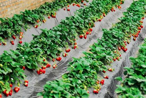 实用：草莓全年种植技术和管理（值得收藏）_进行
