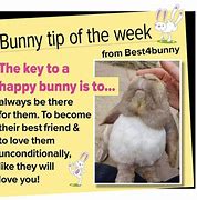 Image result for Wild Rabbit Baby Bunnies