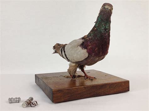 Image result for Stumpy John