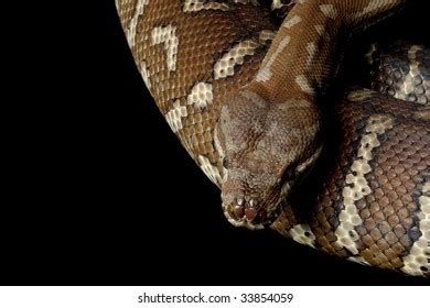 Image result for Centralian Python