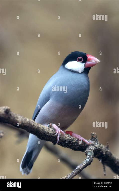 Image result for Fawn Java Sparrow