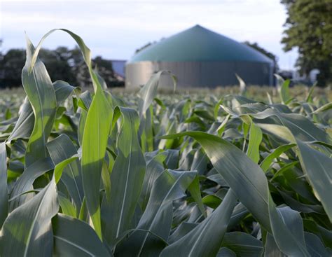 Mais für Biogas: Jetzt die richtige Sorte wählen | agrarheute.com