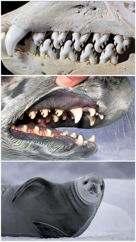 Crab Seal Teeth