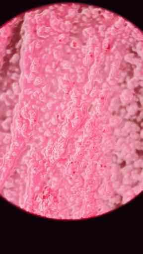 Image result for Most Expensive Microscope