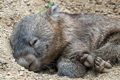 Cube-Shaped Animal POOP?! Truly One of A Kind! - Animals Around The Globe