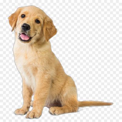 Labrador Dog Transparent HD Image PNG Isolated - Pngsource